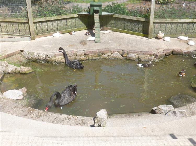 The Famous Black Swans 001